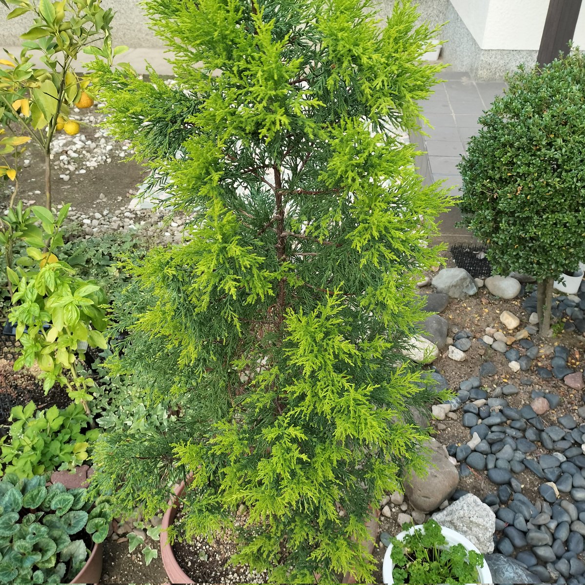 masamasa1's tweet photo. It's a beautiful sunny day in Takaishi. Only one bougainvillea is blooming. The komatsuna is getting bigger. The fir tree has grown. #homegarden #bougainvillea #komatsuna #firtree https://t.co/s1LfCKrool