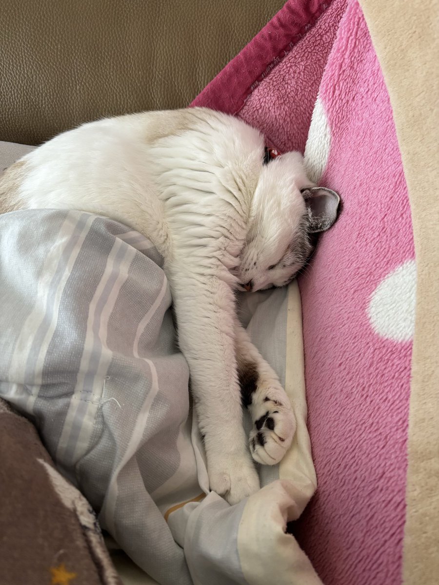 FuFuFu88Fu's tweet image. 前世は……

人間だったのｶﾓ?????

ꉂ🤣𐤔♡♡