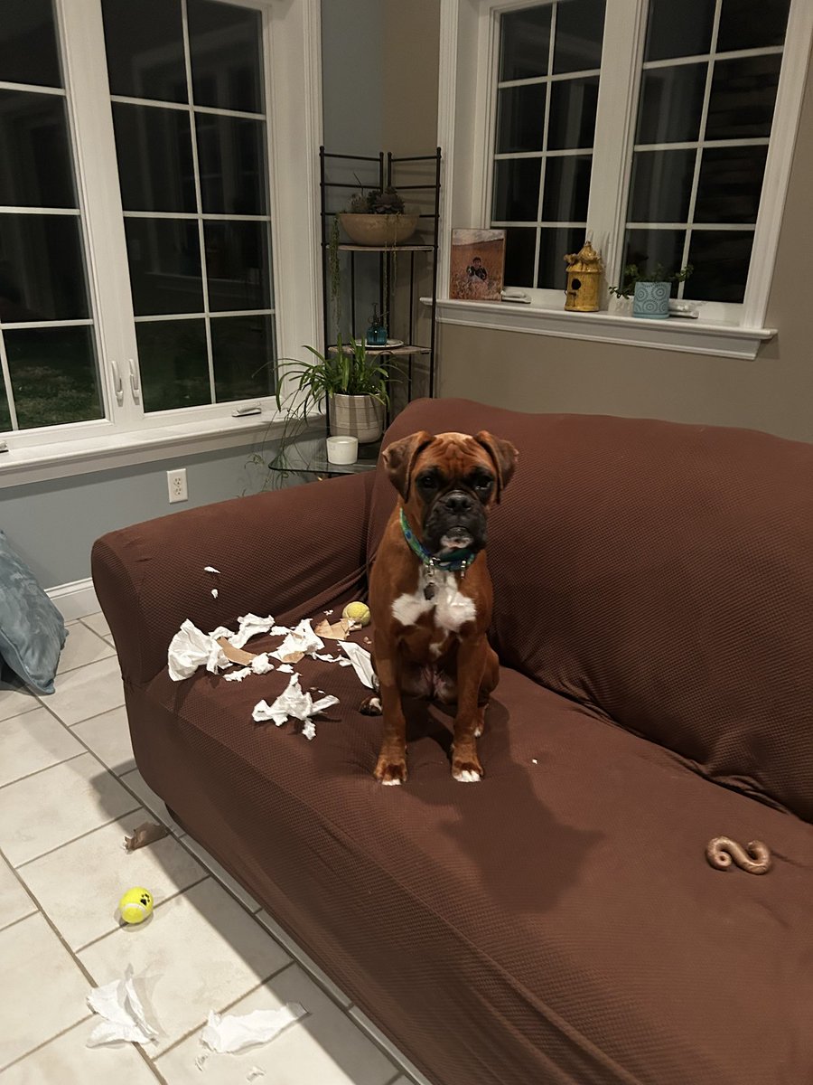 adopt_boxer's tweet image. Sassy is a good girl😇 Sassy was bought at a mill and returned with diarrhea for a healthier puppy. Just like a pair of shoes. We took her to an internal meds Dr in Lancaster and she’s on her way to good health. Dog, cat and kid friendly . Fostered in #Lancaster #PA #boxerdogs