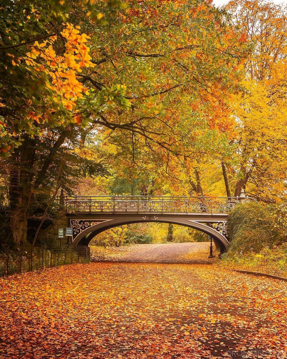 صباح الخير من قلب يعشق الخريف إلى الحد الذي يجعل كل ورقة صفراء قصيدة، وكل زهرة ذابله لوحة فنية.. وكل نسمة باردة رسالة، وكل طريق مبلل بندى الصياح بداية لحكاية جديدة ♥️
صباح الورد والياسمين 🤍 🌹