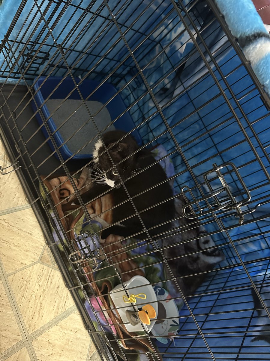 I swear I’m alive- I just be dying with assignments-  

I also kidnapped a cat from the street- 
Been nursing the little guy and gonna take her to the vet Sunday 

I’m also overloaded on assignment but we’re surviving!!!(maybe)

See y’all when I can!!! Defiantly in winters brake!