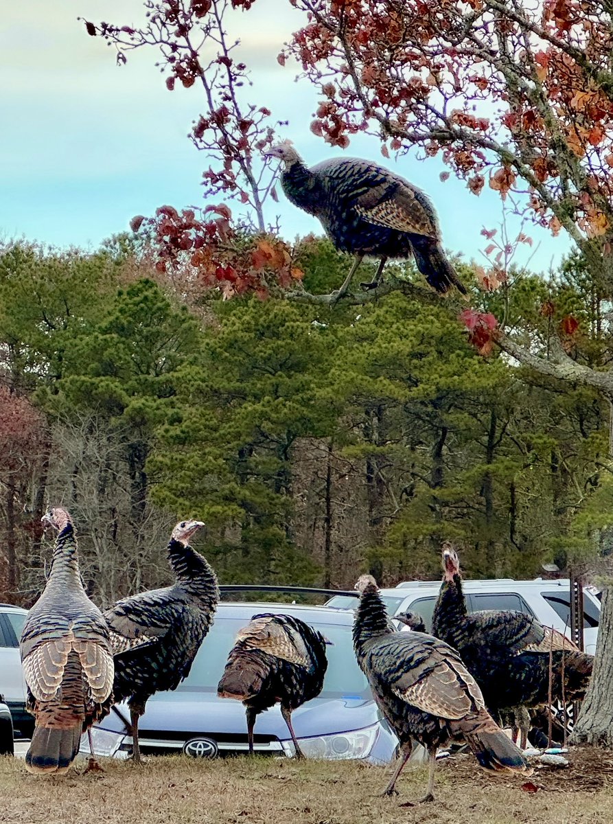 lightand_life's tweet image. Upon arrival to work today…. I was reminded that turkeys may be under stress as well, at this time of year. #CapeCod #Thanksgiving #itgetsbetter