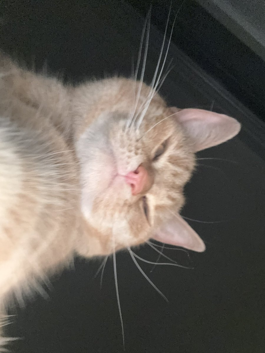 vx_pine's tweet image. méöw