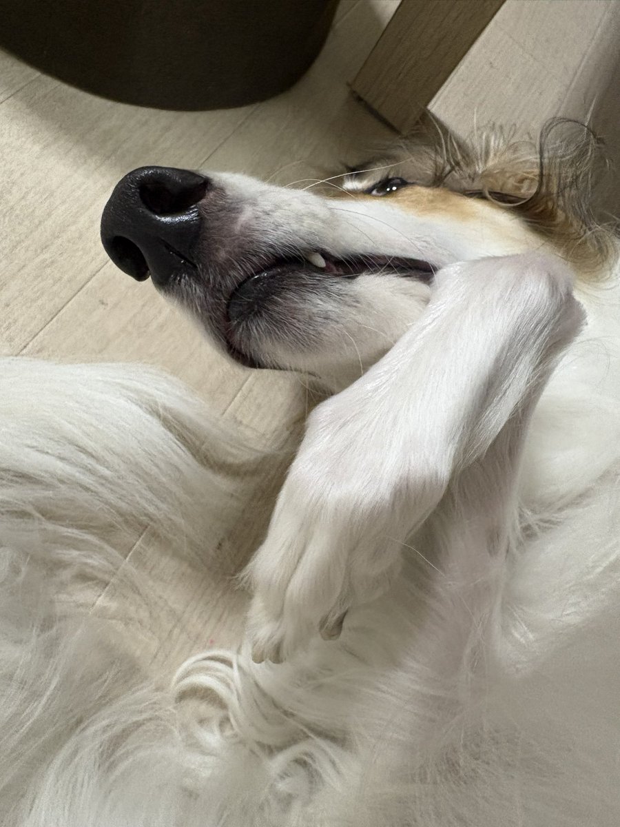 どの角度から見てもかわいい(∩˃ ᵕ ˂∩)♡