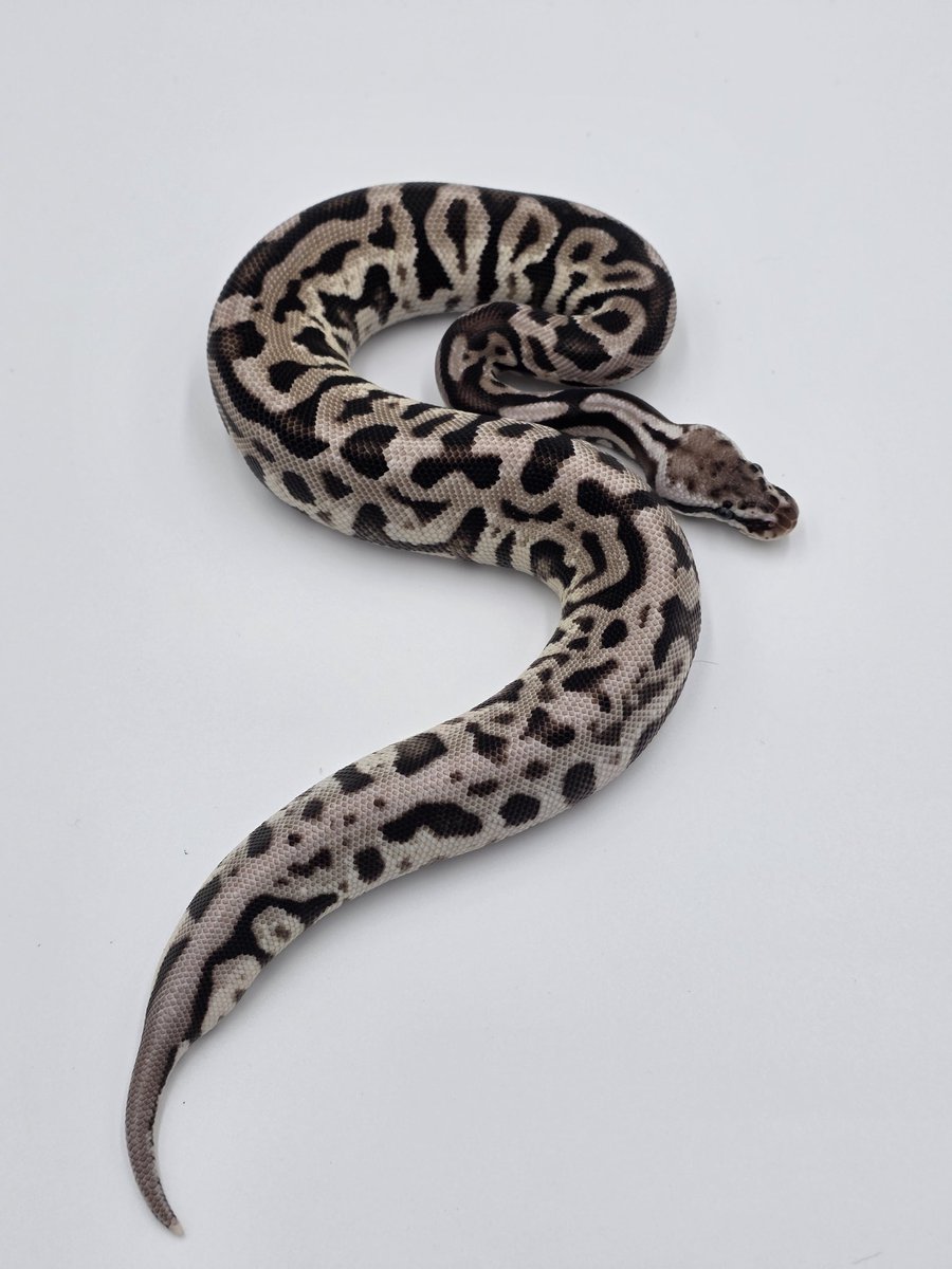 KaoticMorphz's tweet image. PASTEL LEOPARD SPOTNOSE VPI AXANTHIC..🐍

PAIRING WAS A PASTEL LEOPARD SPOTNOSE VPI AXANTHIC TO AN ENCHI VPI AXANTHIC..
#KAOTICMORPHZ
#BABYBALLPYTHON
#BALLPYTHON