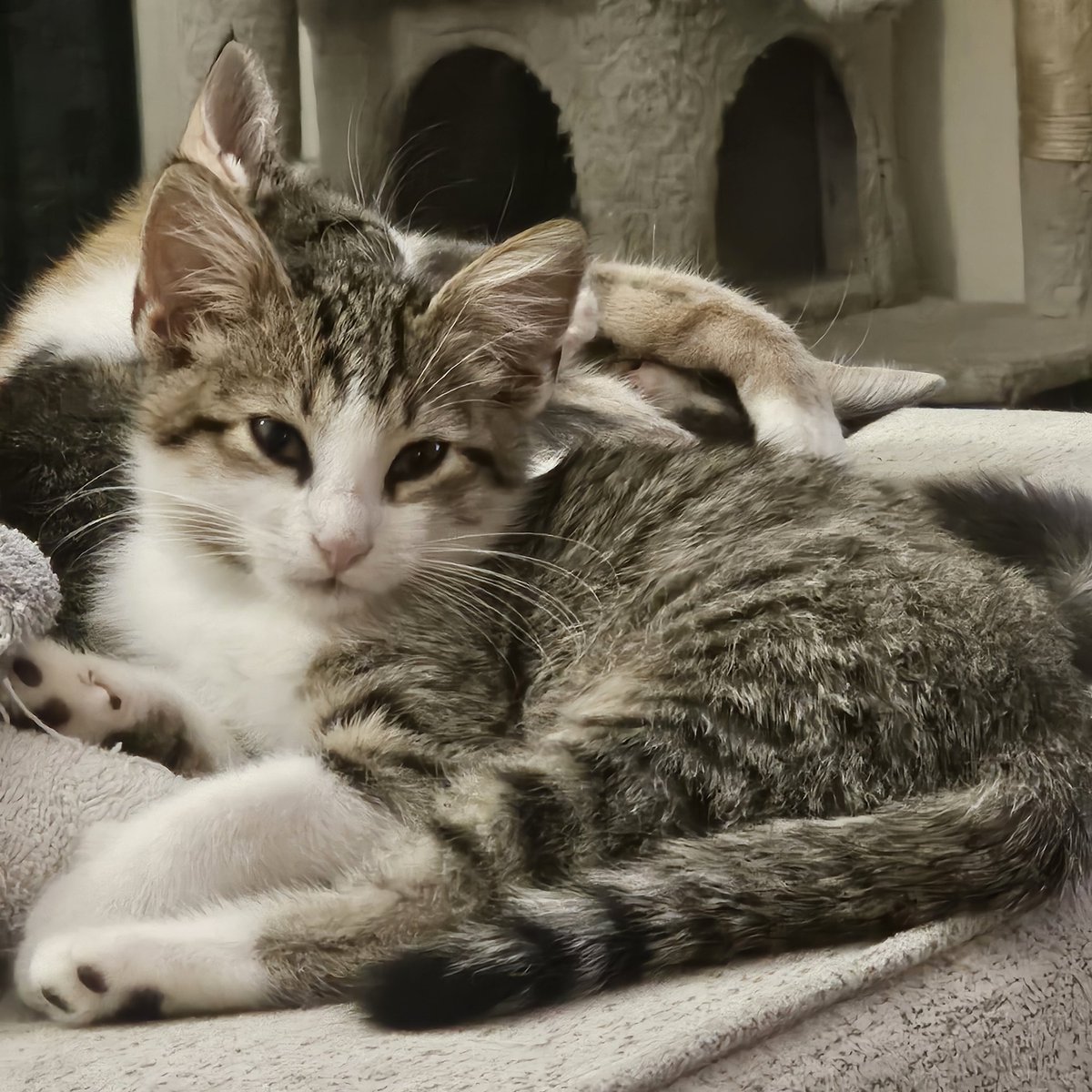SFDCAdmin64's tweet image. 1 boy, 1 girl - two hearts beating wildly. Came to our foster home 10 days ago for socialization. Blue, the #calicoofthreads is doing a great job. Welch, her #tabby brother is a little slower to choose our love over a place under the couch  @jaxhumane . You can call or email