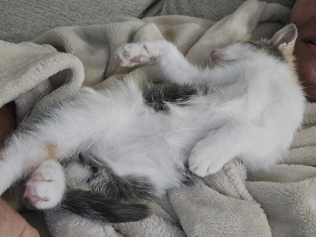 SFDCAdmin64's tweet image. 1 boy, 1 girl - two hearts beating wildly. Came to our foster home 10 days ago for socialization. Blue, the #calicoofthreads is doing a great job. Welch, her #tabby brother is a little slower to choose our love over a place under the couch  @jaxhumane . You can call or email