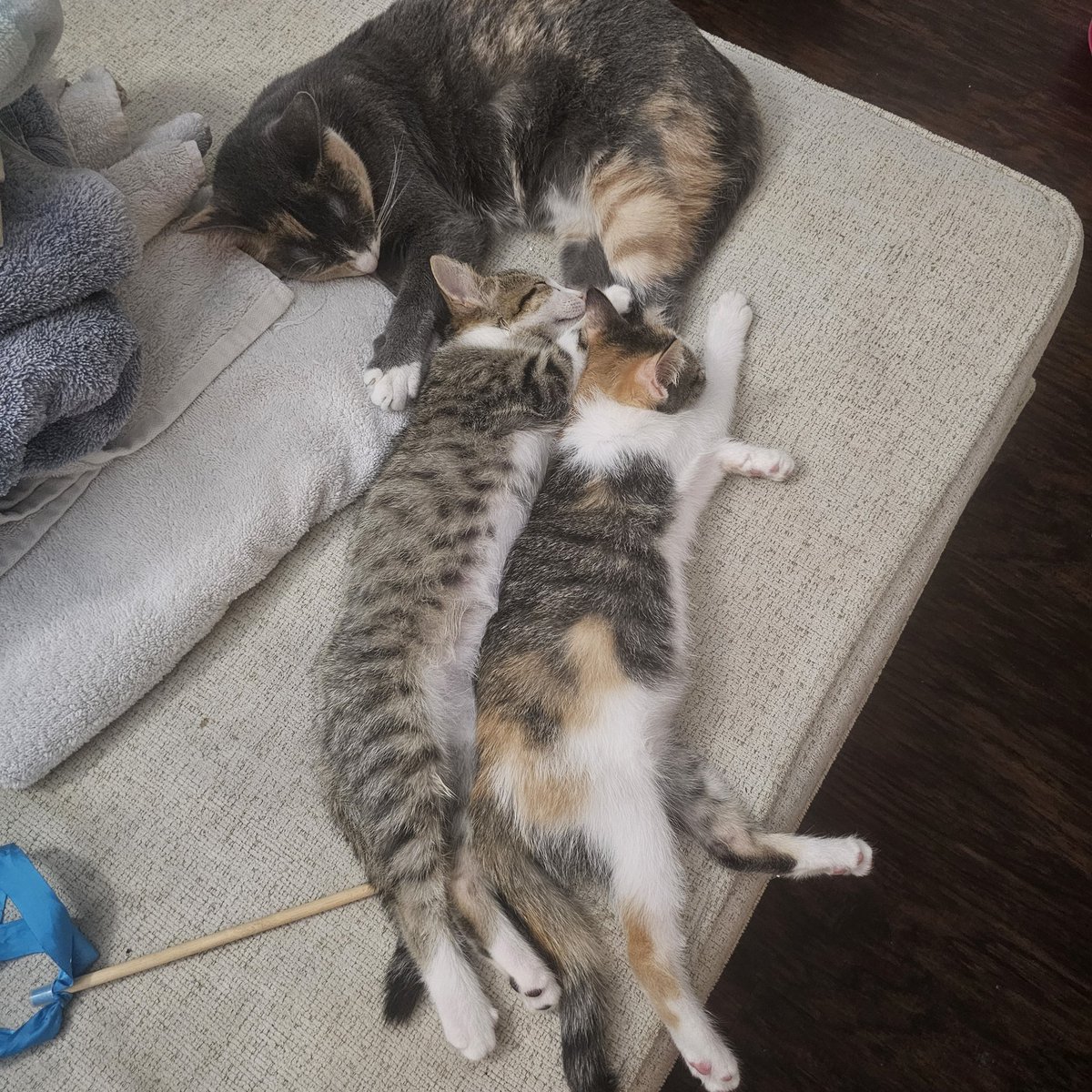 SFDCAdmin64's tweet image. 1 boy, 1 girl - two hearts beating wildly. Came to our foster home 10 days ago for socialization. Blue, the #calicoofthreads is doing a great job. Welch, her #tabby brother is a little slower to choose our love over a place under the couch  @jaxhumane . You can call or email