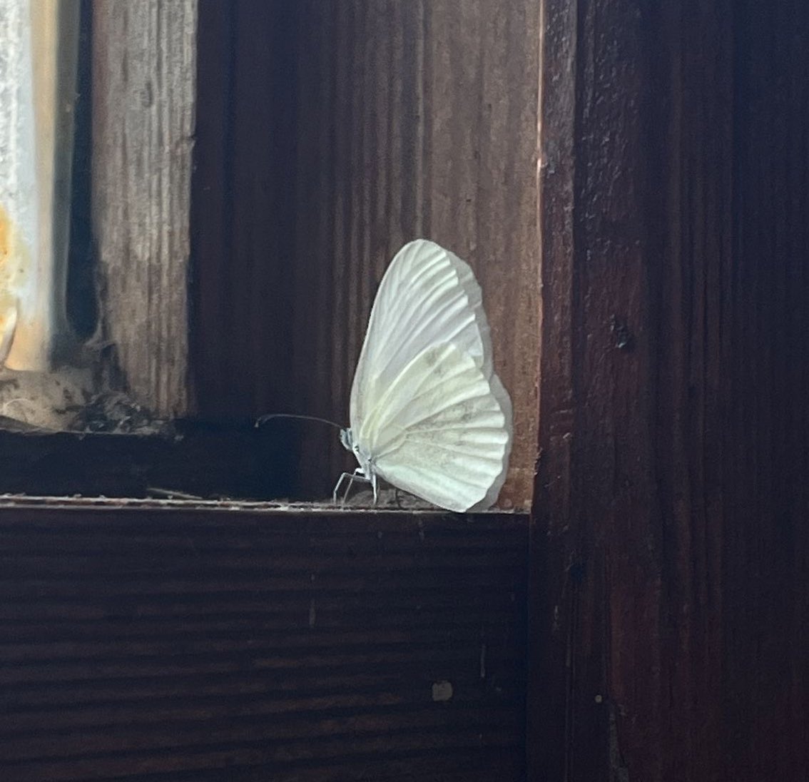 Man0fMagic's tweet image. I keep seeing these butterflies everywhere, I'm not sure if that means something.