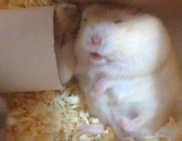 爆食と爆睡の王