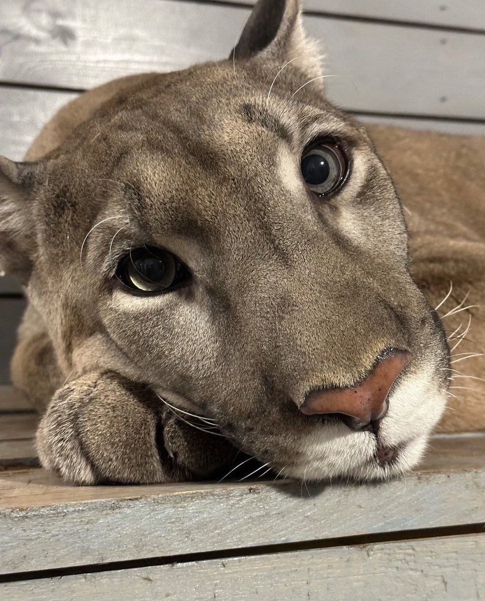 gougaronline's tweet image. why the long face