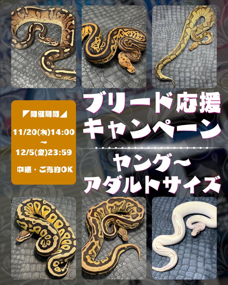 SWAGBaller0425's tweet image. ◤❤️‍🔥ブリード応援キャンペーン❤️‍🔥◢

🐍…SWAG Baller初…🌹

イイ感じのサイズの子達🏁
ペア割や限定販売(12/5まで)の子も🤫

ペアでも1匹のみのお迎えも😏💥
中継・ご売約も👌🏻

そして…今夜21時✅来週木曜21時‼️
YouTubeLIVE配信📺💬

※配信後リスト公開📱🌙

#ボールパイソン
#爬虫類
#ballpython