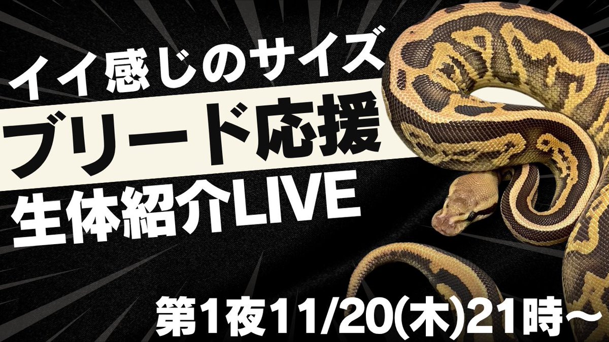 SWAGBaller0425's tweet image. ◤❤️‍🔥ブリード応援キャンペーン❤️‍🔥◢

🐍…SWAG Baller初…🌹

イイ感じのサイズの子達🏁
ペア割や限定販売(12/5まで)の子も🤫

ペアでも1匹のみのお迎えも😏💥
中継・ご売約も👌🏻

そして…今夜21時✅来週木曜21時‼️
YouTubeLIVE配信📺💬

※配信後リスト公開📱🌙

#ボールパイソン
#爬虫類
#ballpython