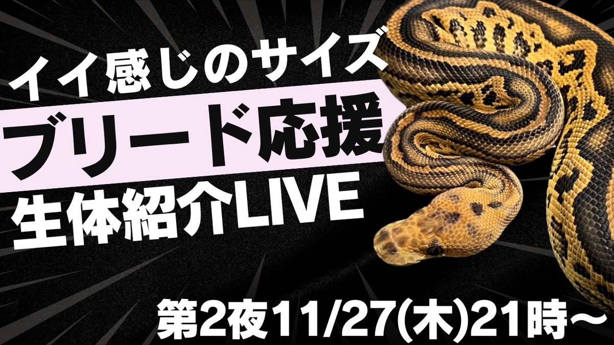 SWAGBaller0425's tweet image. ◤❤️‍🔥ブリード応援キャンペーン❤️‍🔥◢

🐍…SWAG Baller初…🌹

イイ感じのサイズの子達🏁
ペア割や限定販売(12/5まで)の子も🤫

ペアでも1匹のみのお迎えも😏💥
中継・ご売約も👌🏻

そして…今夜21時✅来週木曜21時‼️
YouTubeLIVE配信📺💬

※配信後リスト公開📱🌙

#ボールパイソン
#爬虫類
#ballpython