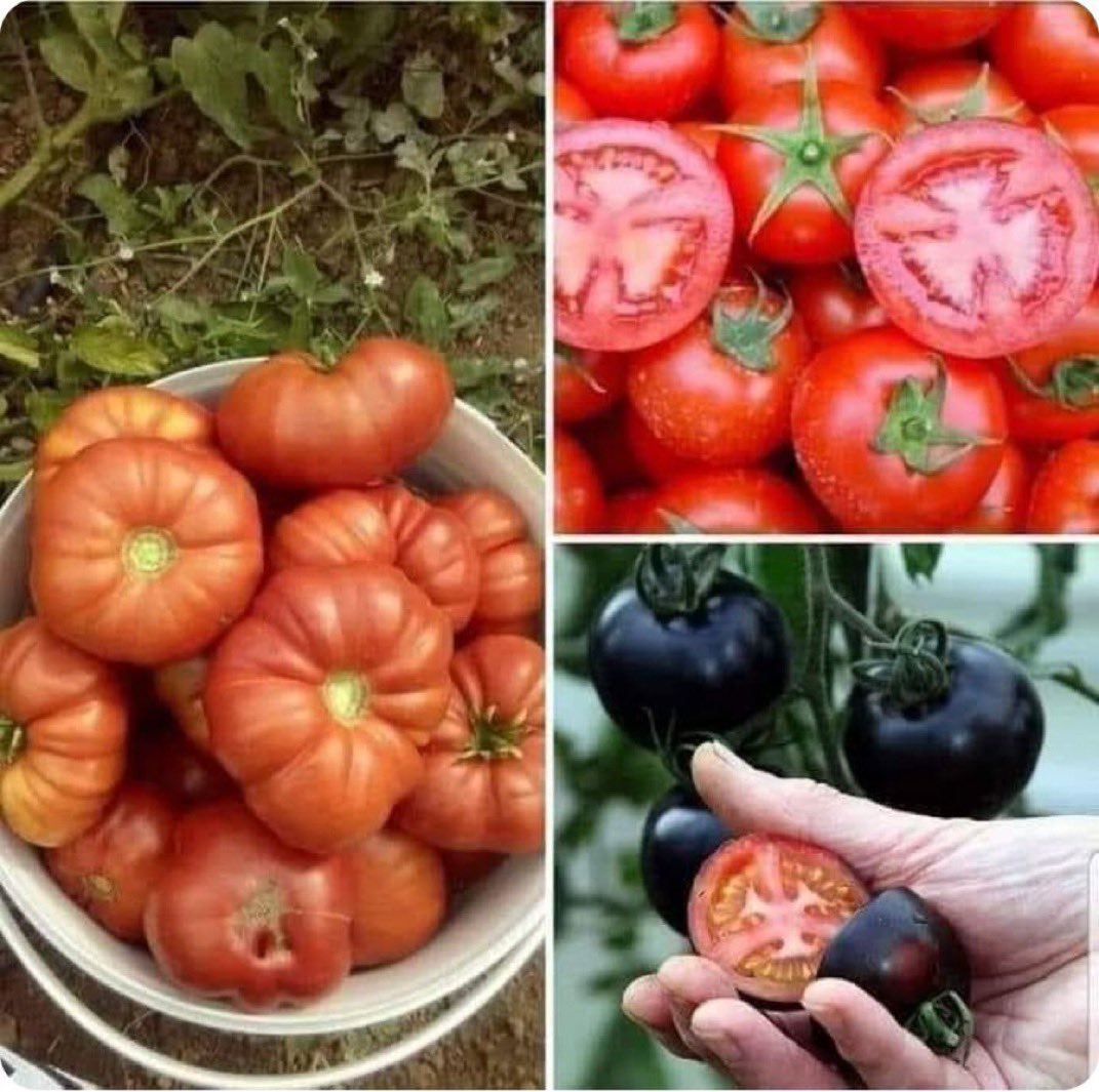 BÜYÜK TEHLİKE

Nasıl bir tehlikeyle karşı karşıya olduğumuzun farkında mısınız?

Tarım ve Köy işleri Bakanlığı'nda 
115 bin kişi çalışıyor. 
30 tane ziraat fakültemiz, 
50 tane tarım araştırma enstitümüz, 
10 bin işsiz ziraat mühendisimiz var.

Buna rağmen Türkiye tohumda tamamen