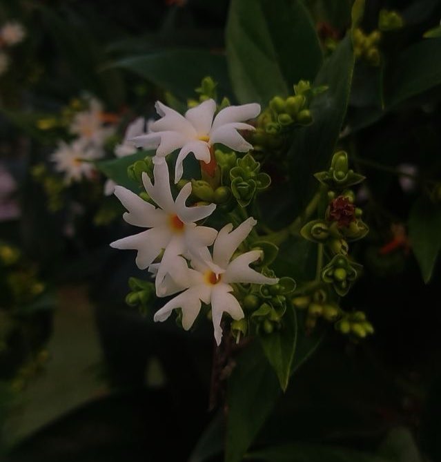 Good morning🌸 
May your day bloom with happiness.💛