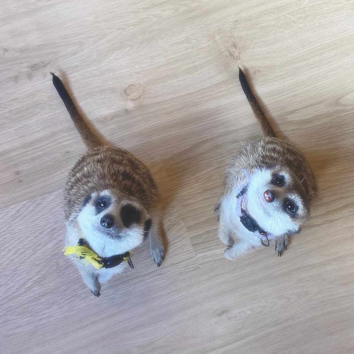 googoo_cafe's tweet image. もうすぐ2歳になる えびまよくん と しそくん✨
ふたりとも、おまわりがとっても上手なんです🌀😆

くりっとしたおめめで見上げてくれる姿に
スタッフも毎回きゅん…🤎

今日も仲良くお客様をお出迎え中🌿
ぜひ会いに来てくださいね🫶

Almost turning two, Ebimayo and Shiso are pros at spinning in…