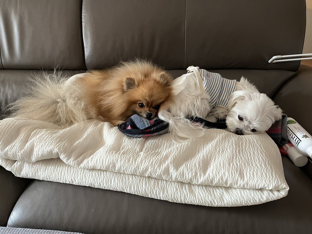 조도매 tweet media