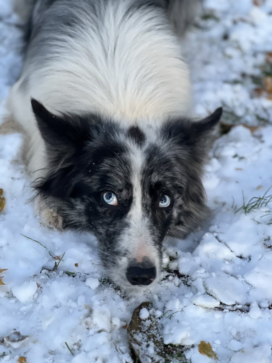 Appalachian Bruce (@archivesmonarch) on Twitter photo 