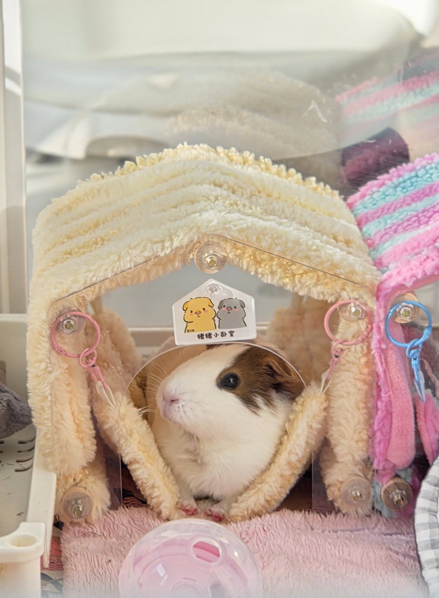 뽈탱에게 새로운 해먹을 사주다