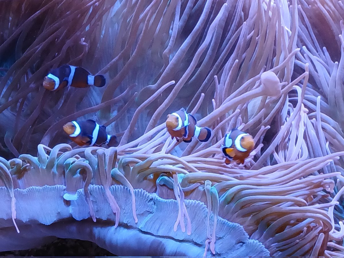 Lexxiemewxxx's tweet image. Soooo.... how is everyone&apos;s day ? :D
💗
#questiontime