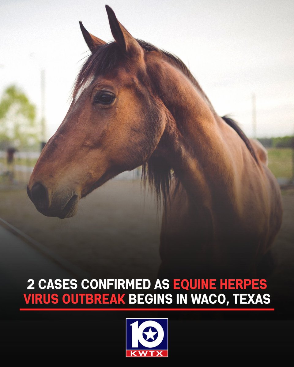 kwtx's tweet image. 🚨#DEVELOPING: A horse virus outbreak has been confirmed to have begun in #Waco from an infected horse who participated at an event at the Extraco Events Center.  INFO: kwtx.com/2025/11/19/equ…