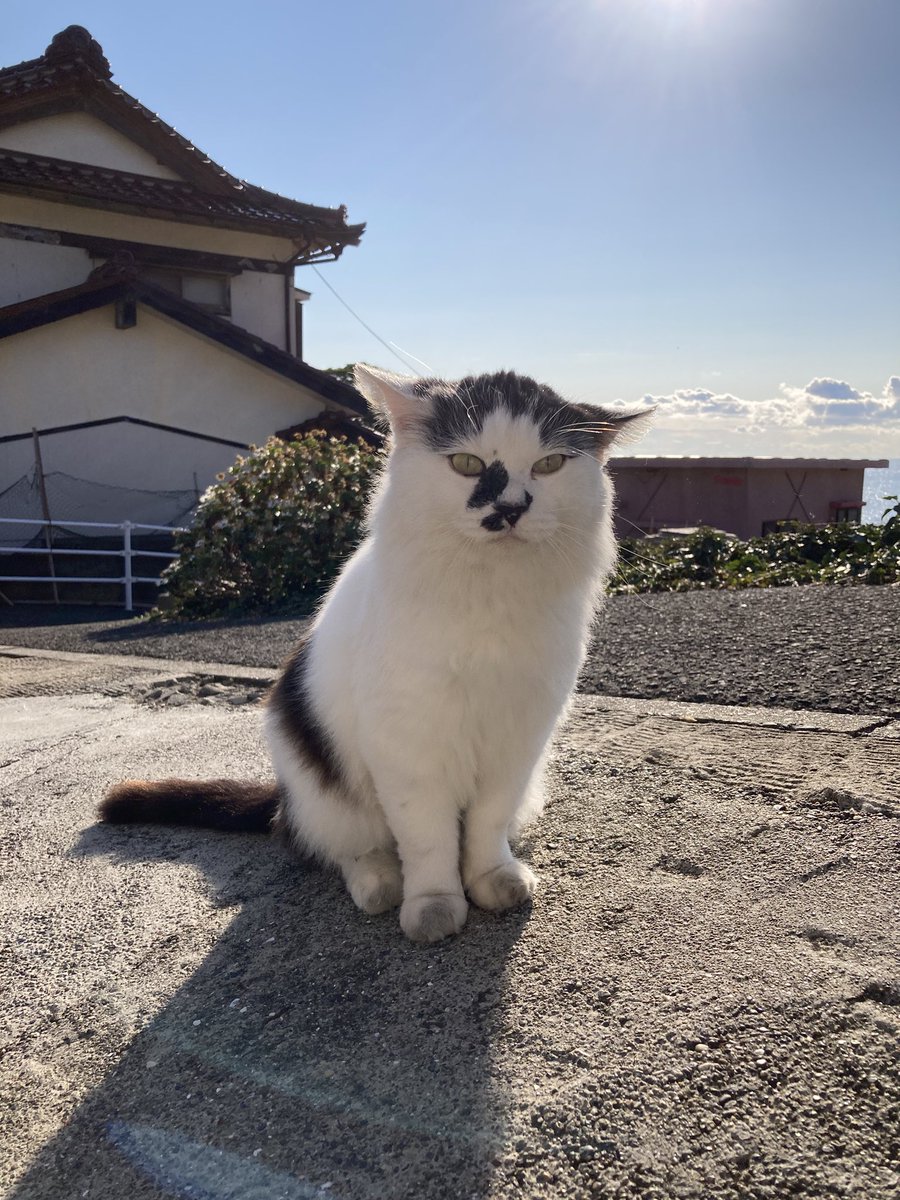 猫田 JXK 196 中華田園猫4.0 JXK Studio出品