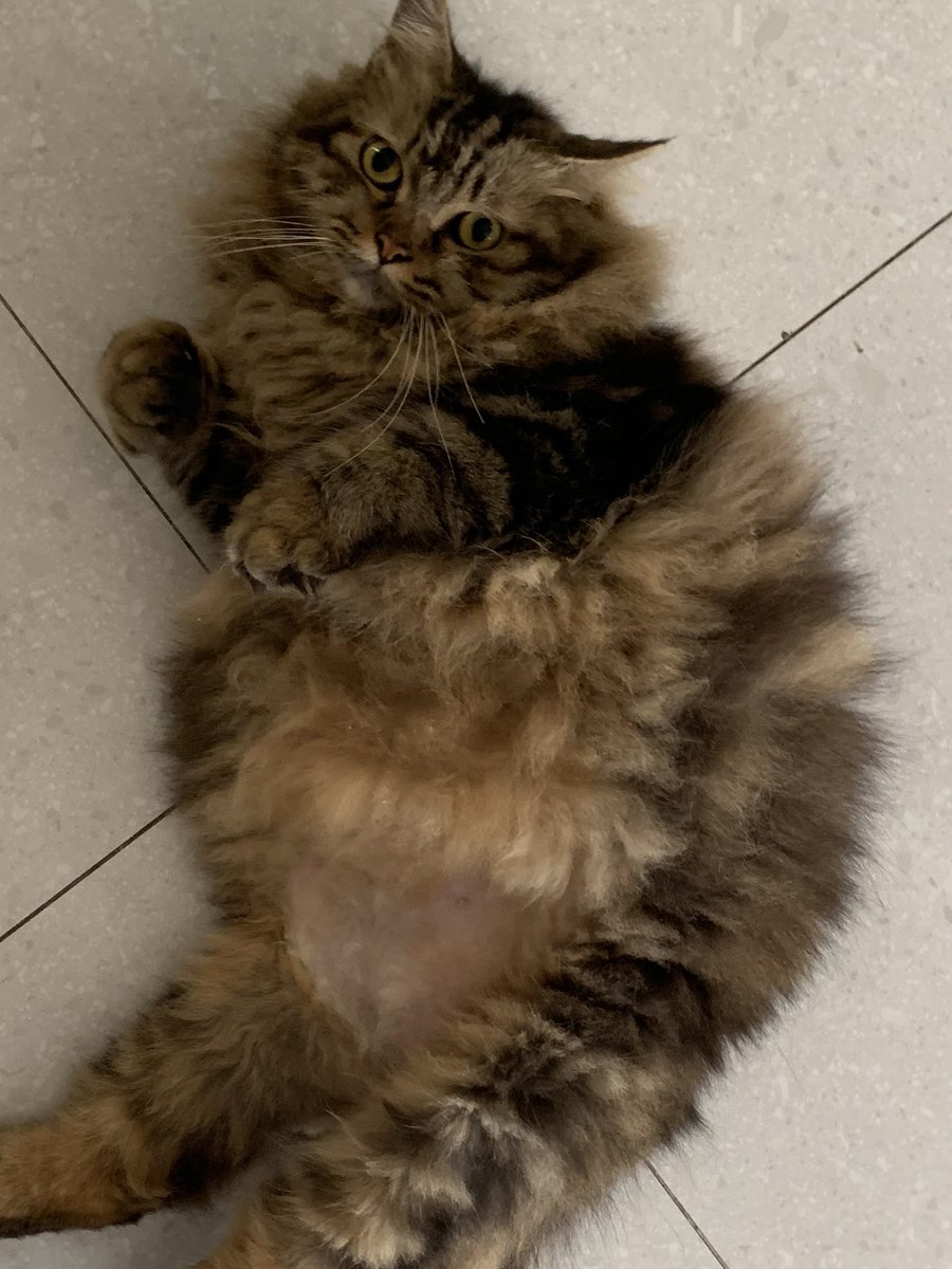 iniacie's tweet photo. [DICARI KUCING HILANG] temen temen buat yang di bsd sekitaran the icon, aeon bsd, intermoda, dan simplicity kalau ketemu kucing ini (mainecoon gendut banget, namanya simon. manja pol dan ga takut sama orang) tolong dm aku yaa… kucing aku udah ilang sekitar 3-4 mingguan https://t.co/BZJjz0LCLs