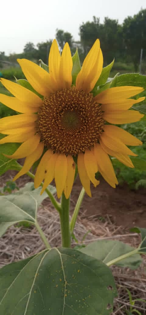 Oyinloye Johnson tweet media