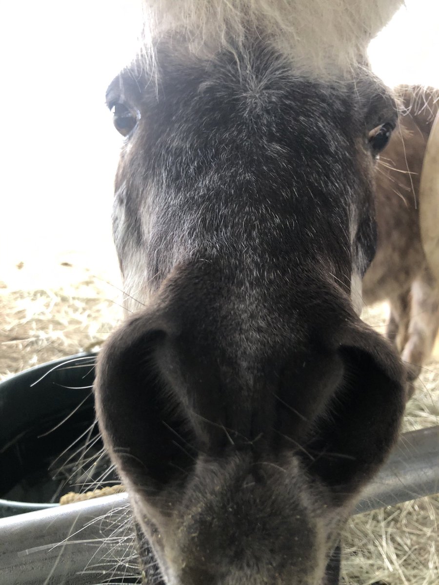 nikisuv's tweet image. @GloriousAllianc 

#DailyCornucopia 

Boop to Dante’s snoot!