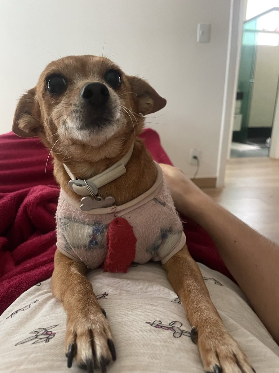 Tiranossaurus Fê tweet media