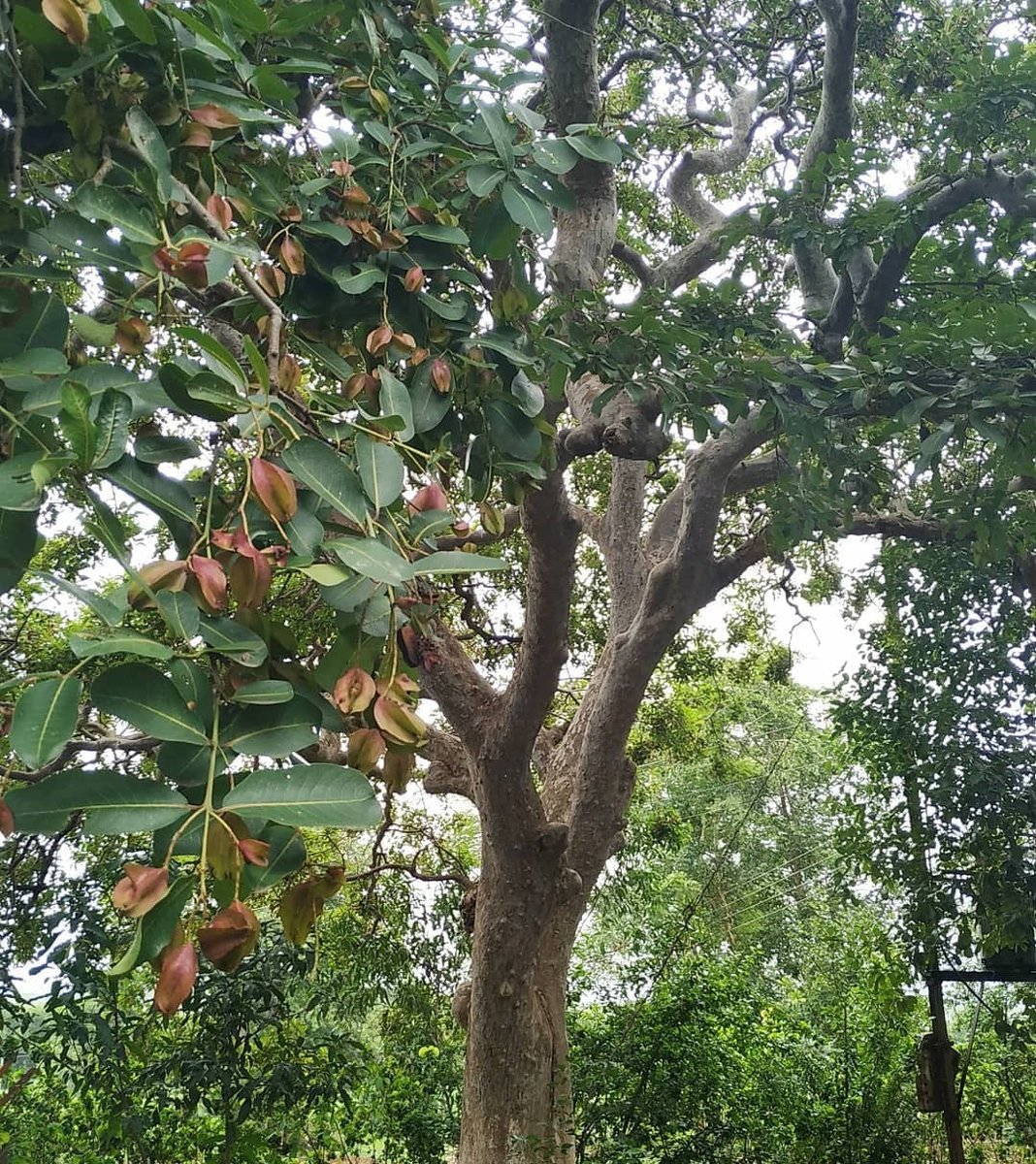 Dr_sandeep01's tweet photo. क्या आपके दिल को भी एक 'सीक्रेट गार्ड' की ज़रूरत है? जानिए कैसे सदियों से, एक रहस्यमय पेड़ आपकी धड़कनों को थामे हुए है वह भी बिना किसी साइड इफ़ेक्ट के 

दोस्तो आज जिस पेड़ के बारे में आपको जानकारी देने जा रहा हूं उसका नाम "अर्जुन"  है। 

अर्जुन (Terminalia arjuna) एक medicinal tree  है जिसकी छाल में Arjunolic Acid, Flavonoids, Triterpenoids, Antioxidants जैसे Active Compounds पाए जाते हैं। ये तत्व heart, blood और respiratory system को प्राकृतिक रूप से मजबूत बनाने में मदद करते हैं। 

दिल के लिए यह पेड़ कैसे अच्छा है? 

अर्जुन की छाल cardiac muscles को मजबूत बनाती है और coronary blood flow को बेहतर करती है। इसके antioxidants oxidative damage कम करते हैं। High BP, high cholesterol और heartbeat irregularities में इसे natural cardiac support माना जाता है। 

खून को यह कैसे साफ करता है 

इसके Antioxidant और Antibacterial गुण शरीर से toxins निकालकर blood purification में सहायक होते हैं, जिससे immunity और metabolism बेहतर होता है। 

हड्डियों और घाव में इसका लाभ क्या है? 

इसके Anti inflammatory गुण सूजन और दर्द कम करते हैं। fracture, sprain और wounds में इसका लेप healing तेज करता है। 

सांस की समस्या में कैसे यह पेड़ काम करता है 

अस्थमा, खांसी और breathlessness में अर्जुन का काढ़ा mucous कम करता है और lungs की क्षमता बढ़ाता है। 

दस्त और मूत्र रोगों में  इसका उपयोग कैसे करते है? 

Arjuna decoction diarrhoea, dysentery और UTI में राहत देता है। 

इसको उपयोग करने के तरीके 👇

▪️1 चम्मच Arjuna powder को दो कप पानी में उबालकर काढ़ा बना सकते है। 
▪️Arjuna milk हृदय रोगियों के लिए लाभकारी माना जाता है। 
▪️ एक चम्मच इसका पाउडर सुबह-शाम आप लें सकते है। 

सावधानियाँ👇 
इसकी अधिक मात्रा Blood Pressure कम कर सकती है। गर्भवती महिलाएँ, lactating mothers और BP/Heart patients doctor की सलाह से ही लें। Long term सेवन से पहले consultation जरूरी है।

कमेंट करके जरूर बताएं कि आपको आज की पोस्ट कैसी लगी?