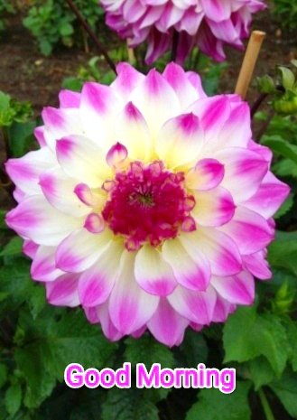 എല്ലാവർക്കും,
ആസ്വാദ്യകരവും, രമണീയവുമായ ദിനം ആശംസിക്കുന്നു...
💚🌸🌸💚🌸🌸💚🌸🌸💚🌸🌸💚

Wishing you all an Enjoyable and Elegant day 💜