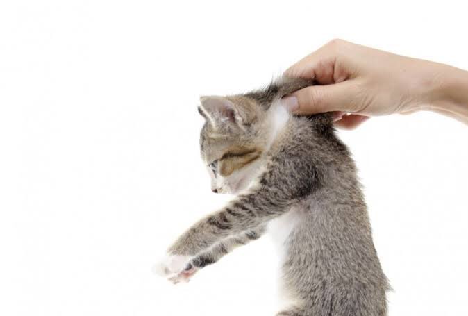 8話リュートまとめ