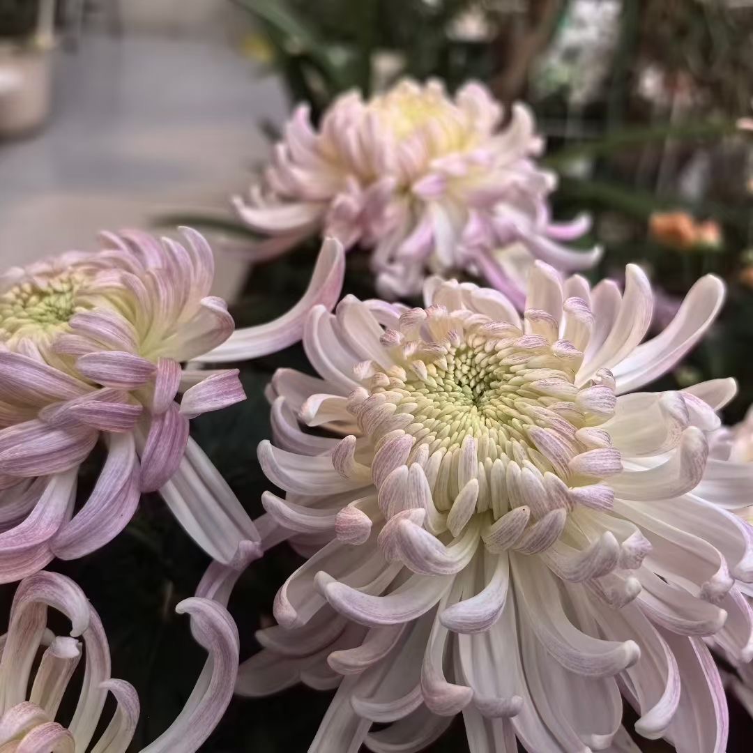 Littleone5232's tweet image. 采菊东篱下，悠然见南山。