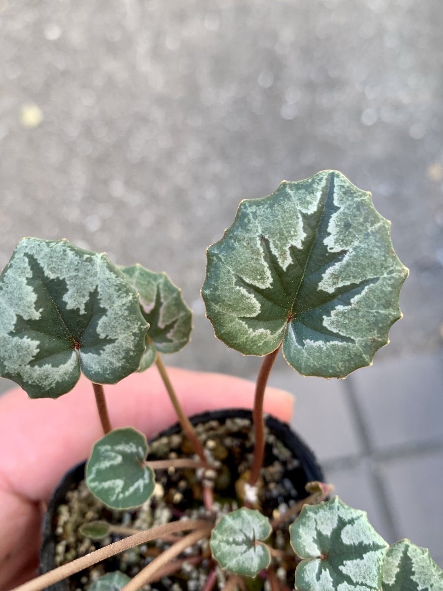 英国シクラメン協会ジャーナル16冊 幻の原種シクラメン ソマレンセ タイルバーン 英国シクラメン協会ジャーナル16冊 幻の原種シクラメン ソマレンセ