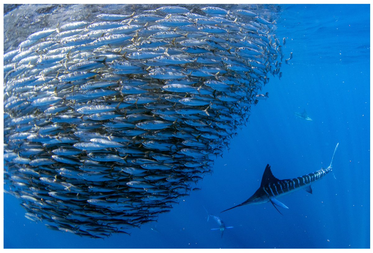 Biomim_MDPI's tweet image. 🤖🐟Fish schools inspire new strategies for autonomous swarm robotics.
This study integrates a bio-inspired neural network with a self-organizing map to achieve collision-free navigation.
🔗 mdpi.com/2313-7673/9/1/…

#SwarmRobotics #Biomimetics #AI #NeuralNetworks
