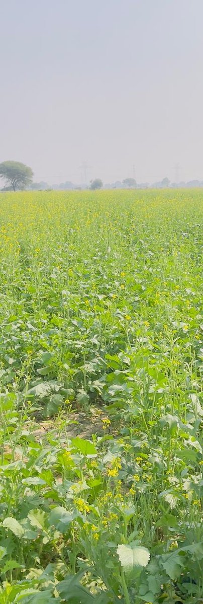 jafarkh70504156's tweet image. Asslamu alaikum 
हमारे गांव में सुबह के समय में घूमना बहुत ही अच्छा लगता है।
Good morning 🌄