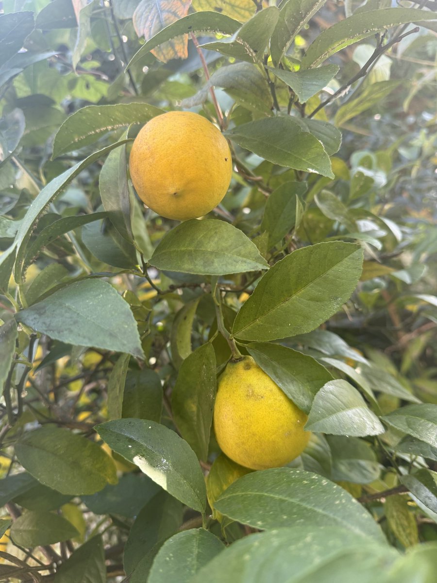 柚子の写真リクエストがあったので。レモンも少しなってる。レモンは年末真っ黄色かな？