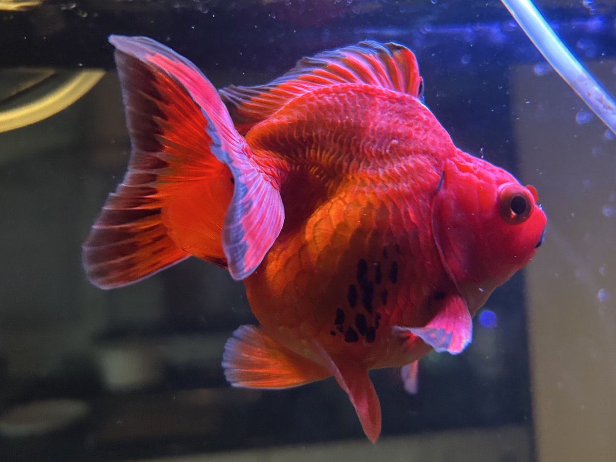 p0k0🍻 tweet media