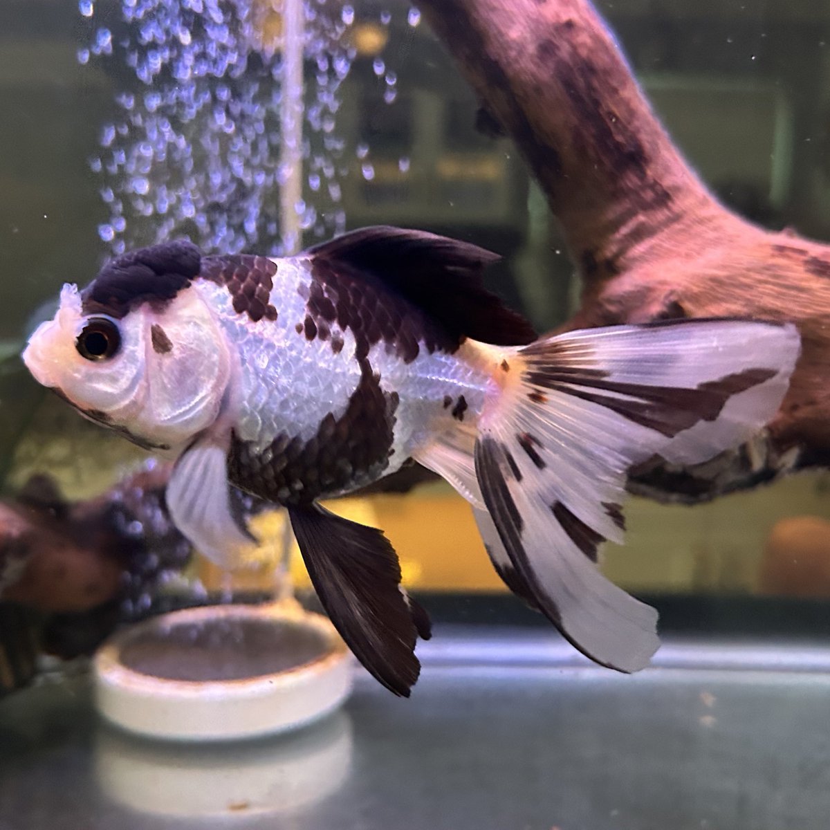 p0k0🍻 tweet media