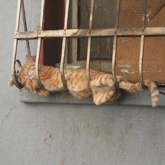 NoCatsNoLife_m's tweet image. Cats can sleep anywhere🤣