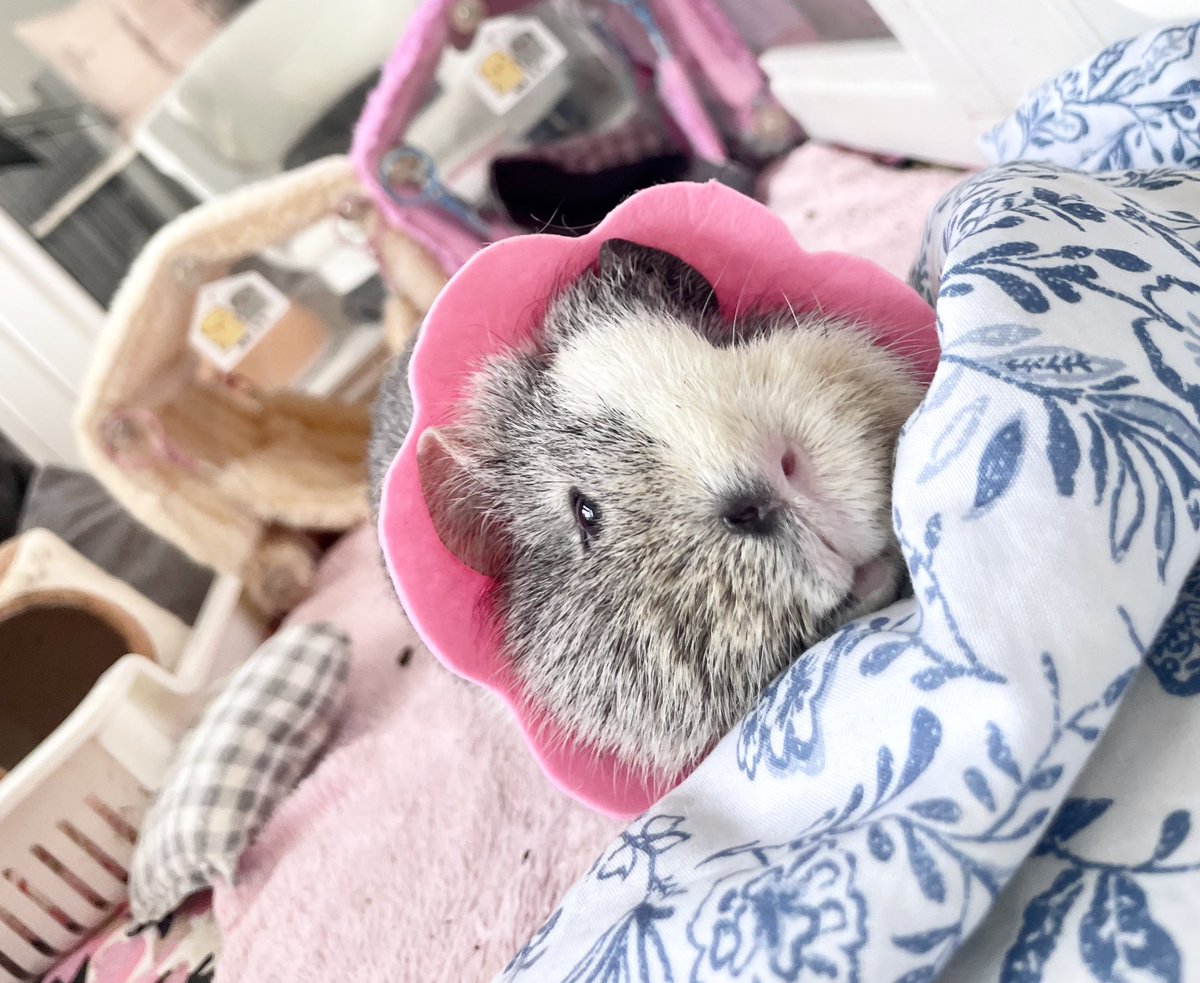 은동이 자꾸 응꼬 뜯으려고해서 넥카라해줌