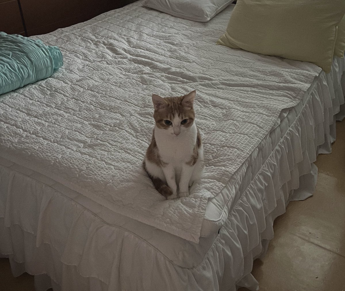 mo0_mo00's tweet image. 자기 침대에서 자고싶은데
똥글뱅이(담요말이) 없으면 이렇게 기다려요 
그럼 얼른 갖다드려야함 !!