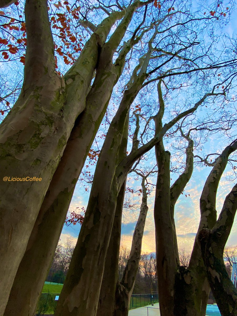 LiciousCoffee's tweet image. The 🌎 is full of amazing contents, see it, recognize it, create IT—find Art in Nature.

💛🩵🧡 #Fall Sunset 🍁🌅🍂 #FallLeaves #FallVibes 
#Nature #NaturePhotography #Photography #PhotographyIsArt #Tree #Park #NatureWalk #NatureLovers #Trees #sunset #SunsetPhotography