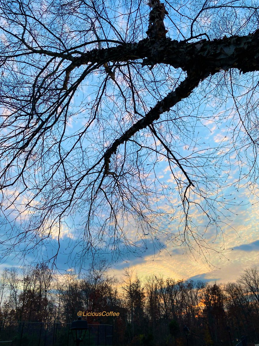 LiciousCoffee's tweet image. The 🌎 is full of amazing contents, see it, recognize it, create IT—find Art in Nature.

💛🩵🧡 #Fall Sunset 🍁🌅🍂 #FallLeaves #FallVibes 
#Nature #NaturePhotography #Photography #PhotographyIsArt #Tree #Park #NatureWalk #NatureLovers #Trees #sunset #SunsetPhotography
