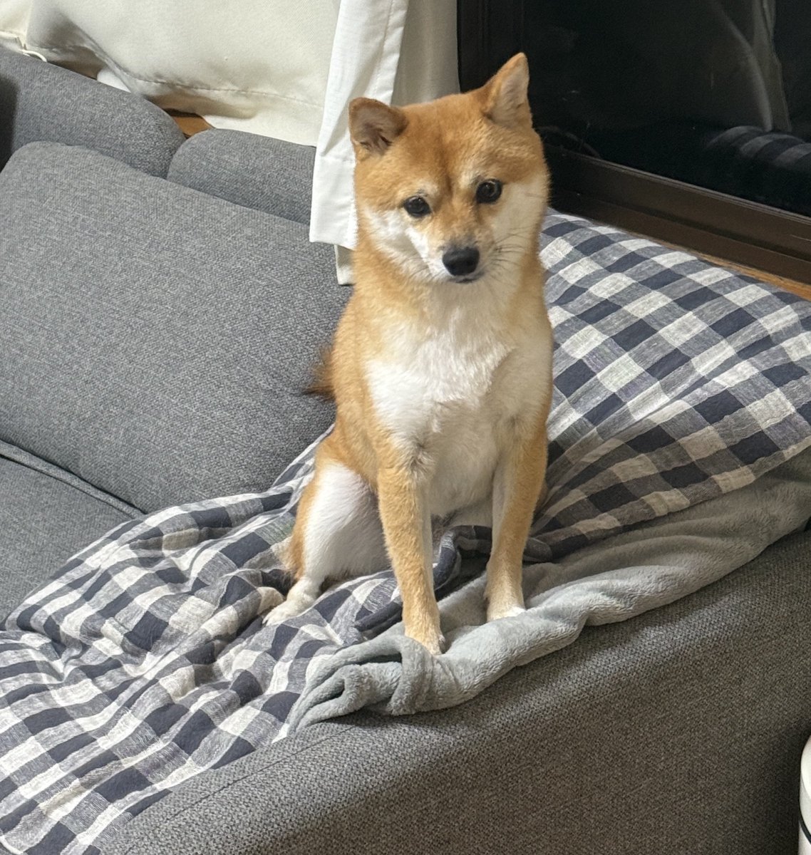 tsuka__888's tweet photo. こはる日記待ちのみんな

この間3歳になったヨ✌ https://t.co/QXJWXwd3jD