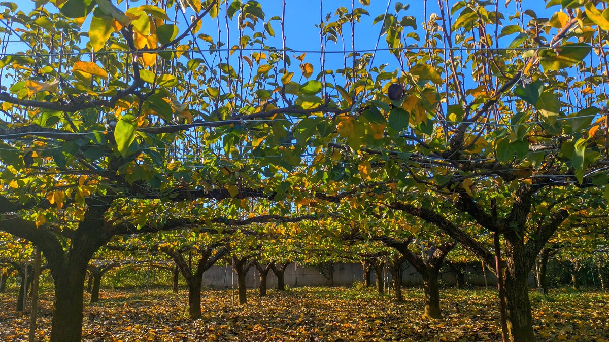 11月下旬の梨畑の様子です。
黄色く紅葉しておりますが、梨は落葉も早く、葉っぱも少なくなりました。
#稲城 #梨 #東京 #ブドウ #稲城市 #稲城の梨 #シャインマスカット #土づくり

〈幻の稲城ナシの過去現在未来と川清園の挑戦〉
tokyogrown.jp/topics/?id=165…