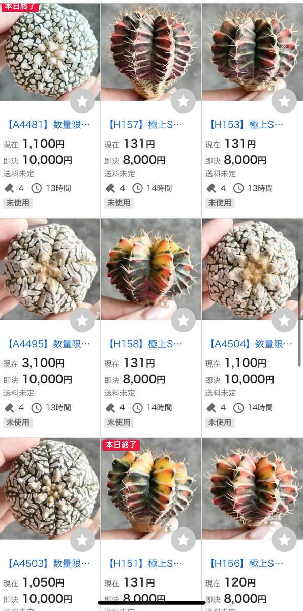 極上アストロフィツム、ギムノカリキウム 、ヤフオク1円出品中！！選抜