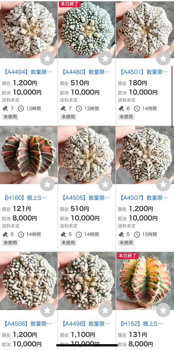 極上アストロフィツム、ギムノカリキウム 、ヤフオク1円出品中！！選抜